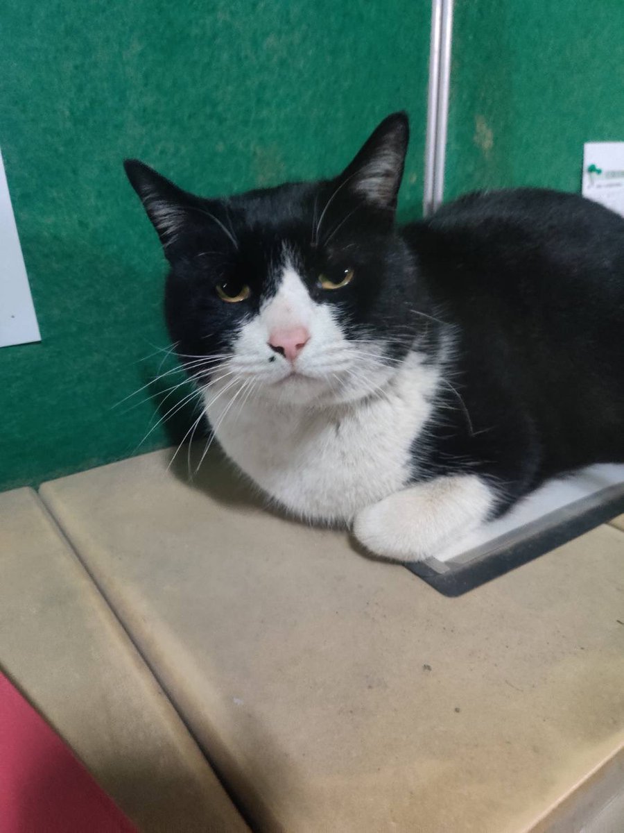 続いて、うめです🐈
今まではあまり姿を見せませんでしたが、最近部活中に現れるようになりました😳鼻の横のほくろがチャームポイントです！たまに鳴く声がとてもかわいく、癒されます🍀