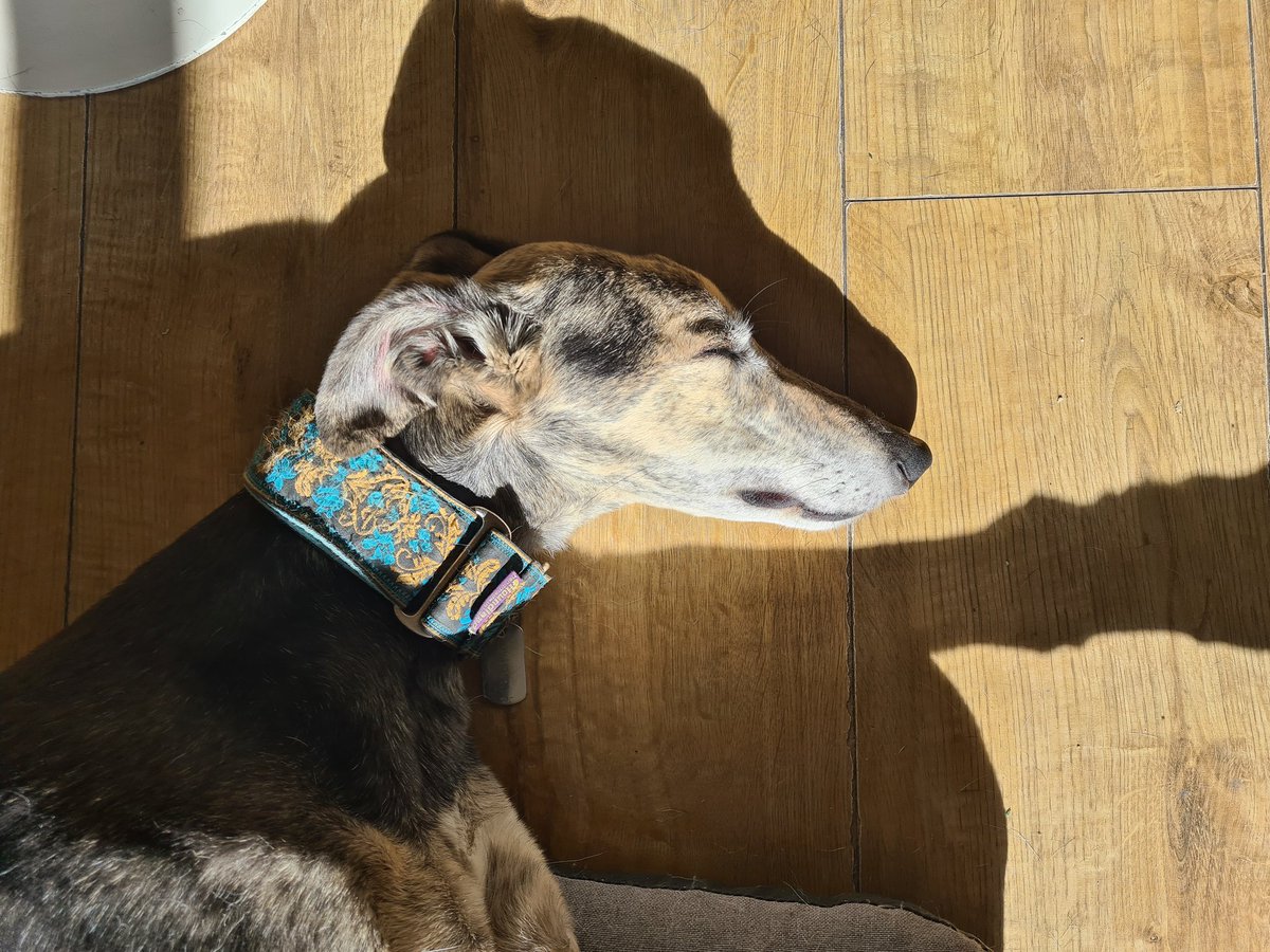 Everybody loves sunshine... #lurcherlife