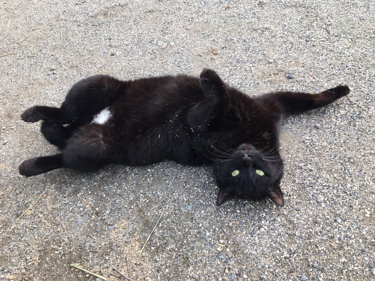 まつです🐈
とても人懐っこい猫でにゃーにゃー鳴きながら近づいてくる姿はとってもかわいいです☺️よく部活にいくと、お出迎えしてくれますよ✨人に抱っこされるのも好きです！