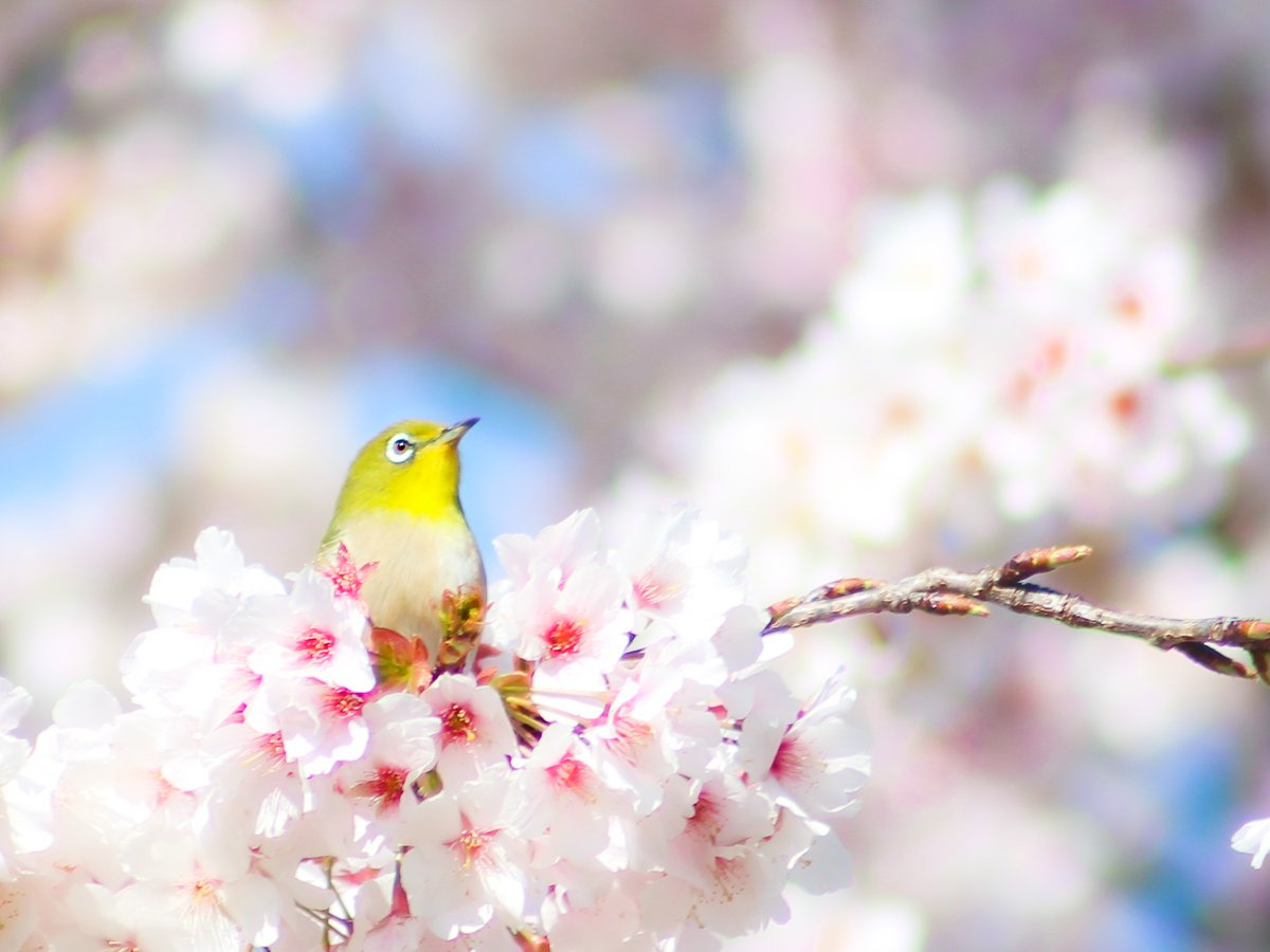 Mei_phot0's tweet photo. フォロワー様 500名🍀*゜
ありがとうございます(❀ᴗ͈ˬᴗ͈)⁾⁾
拙い私の写真に いいね♡ RT
温かいリプ ありがとうございます🌸✨

メイの写真を見ると心が温かくなる💕

そんな写真を撮れるようになれたら
嬉しいです*.(๓´͈ ˘ `͈๓).*
精進しまっす(๑•̀ㅂ•́)و‼

#いつもありがとう https://t.co/7BCDaskM6a