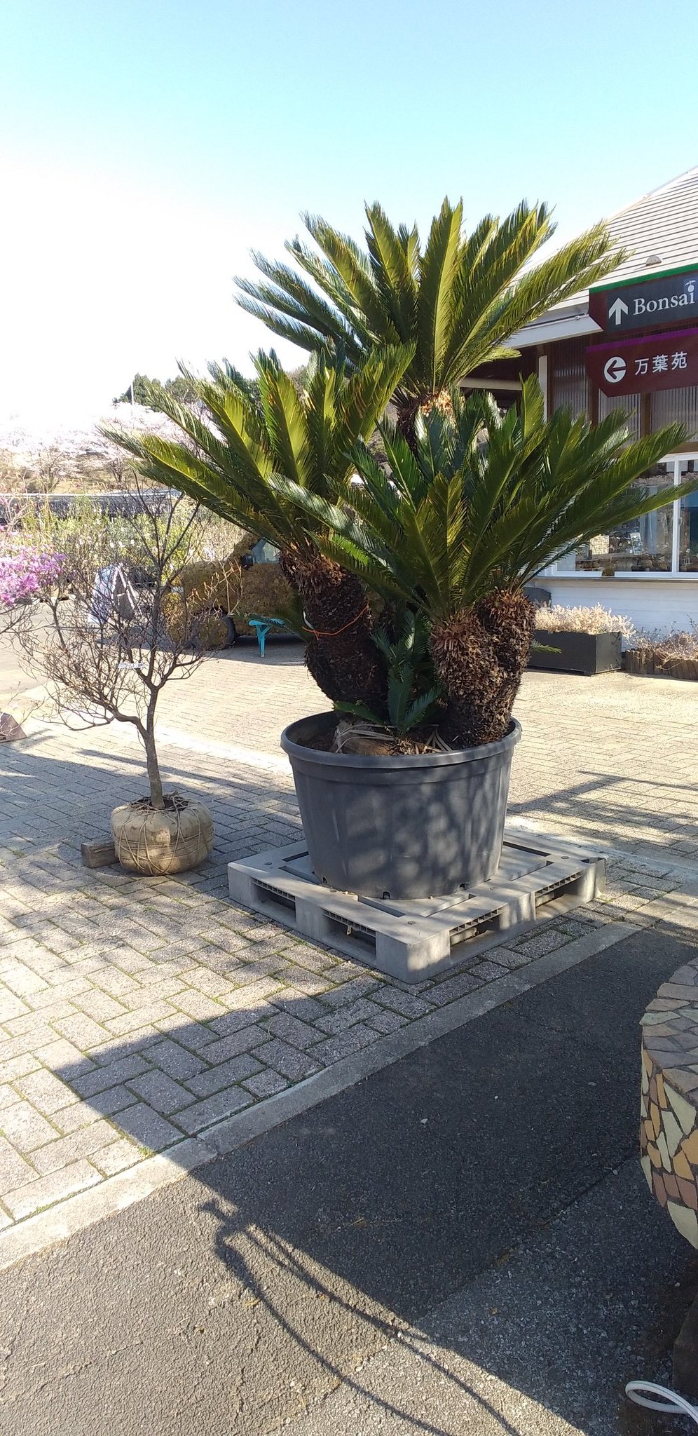 公財 鹿沼市花木センター公社 Bonsaizamurai Twitter