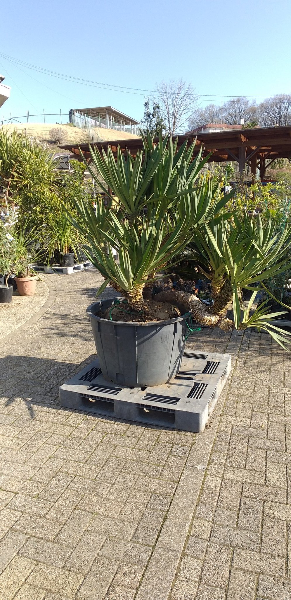 公財 鹿沼市花木センター公社 Bonsaizamurai Twitter