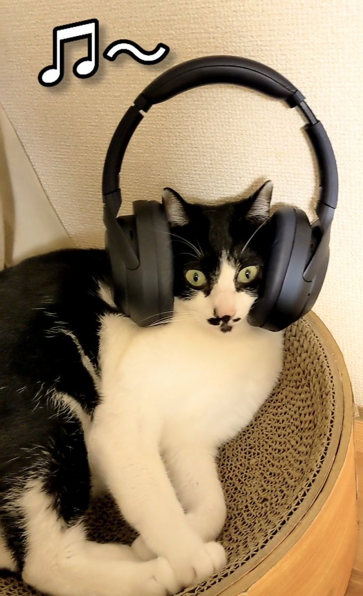 ShigureHanako's tweet photo. 【新着動画】ヘッドフォンの使い方間違えた猫🐱
https://t.co/WcADJ7KN98

#ヘッドホン #しぐちゃん #しぐれ #猫 #ねこ #cat #ハチワレ猫  #保護猫 #猫好きな人と繋がりたい #猫がいる暮らし #CatsOfTwitter #しぐとはな https://t.co/XF4WCQEY3i