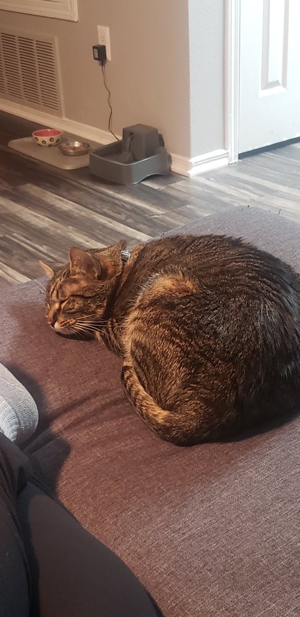 slate06november's tweet photo. Amazing #spookycat being the best cat. https://t.co/e3oBSggsYf