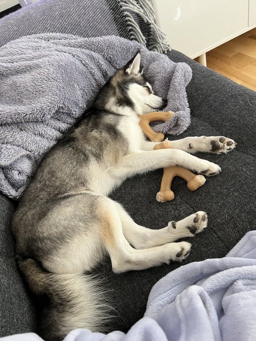 When you have successfully acquired both the bones and you can finally rest ?? (Kida was not happy) https://t