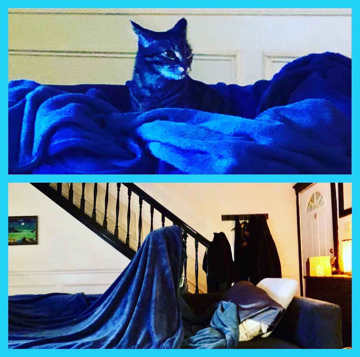 I built for Frankie “The Castle of Blankets and Pillows” - May he rule with pure heart and iron paw.