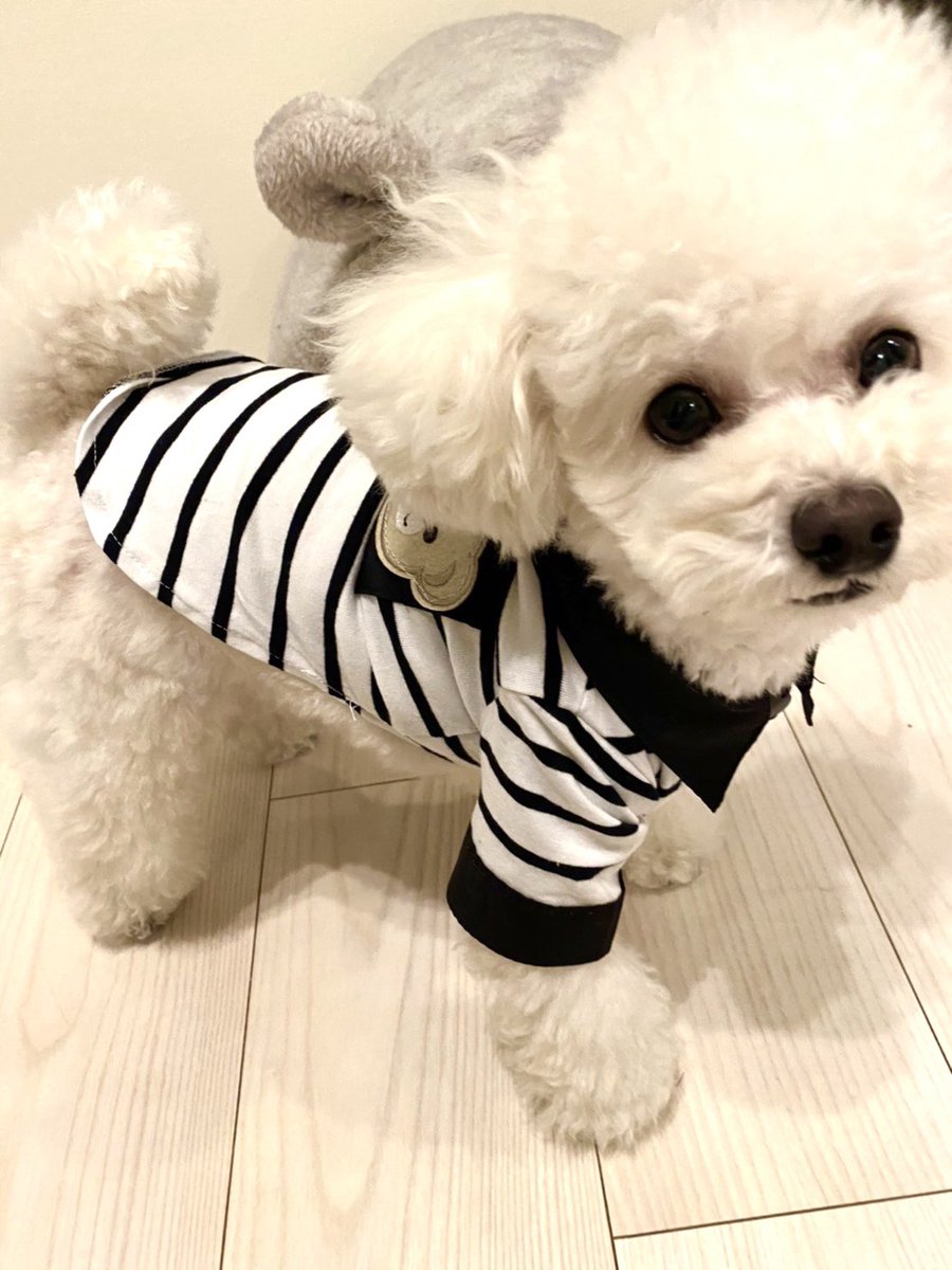 Mymelon_shop's tweet photo. 新商品入荷しました❤️
よかったら覗いてみてください♪
https://t.co/U2bbaLPsiQ
#mymelon
#ワンコ
#ワンコグッズ
#わんこのいる暮らし
#犬好きさんと繋がりたい
#愛犬
#犬バカ部 https://t.co/IRkXHDieqL