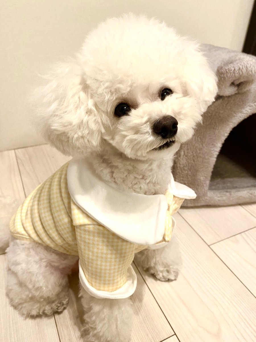 Mymelon_shop's tweet photo. 新商品入荷しました❤️
よかったら覗いてみてください♪
https://t.co/U2bbaLPsiQ
#mymelon
#ワンコ
#ワンコグッズ
#わんこのいる暮らし
#犬好きさんと繋がりたい
#愛犬
#犬バカ部 https://t.co/IRkXHDieqL