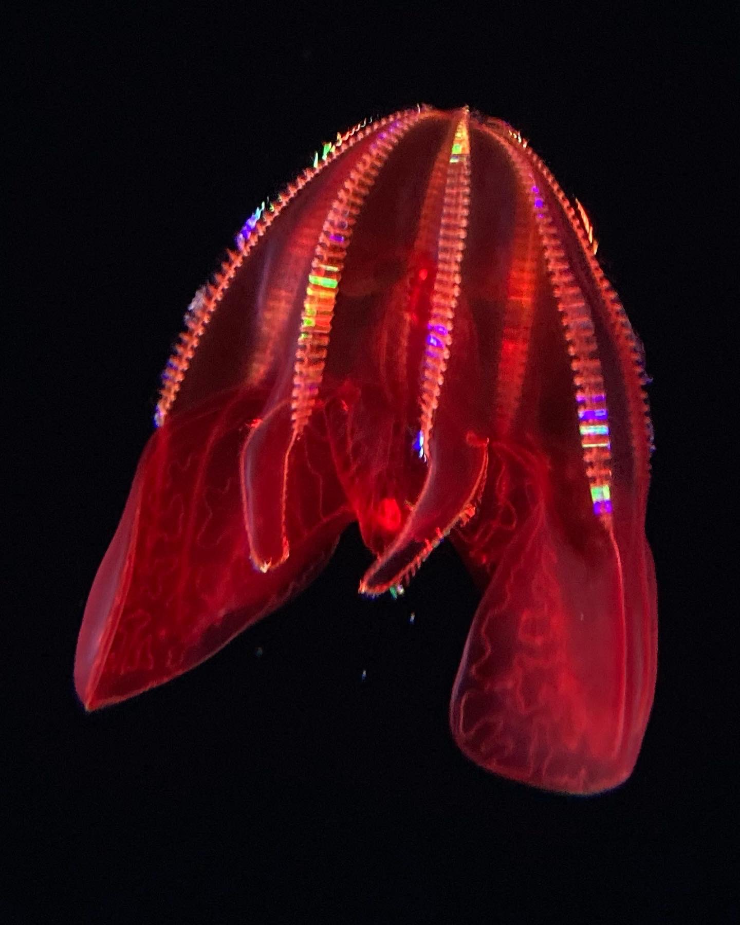 Comb jellies