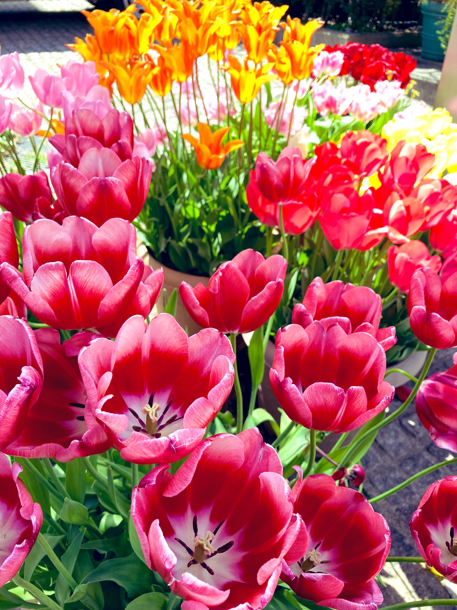 チューリップ花言葉 Twitter Search Twitter