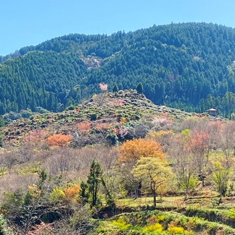 星野村 星の文化館天文台 4月8日星野村は良い天気です 星の文化館の展望台から見る 星の花公園 も色づいて見えてきました 太陽観察で天文ドームから展望台に出ると暑いくらいです 星野村 星の文化館天文台 星見展望台 T Co Lggusejswl