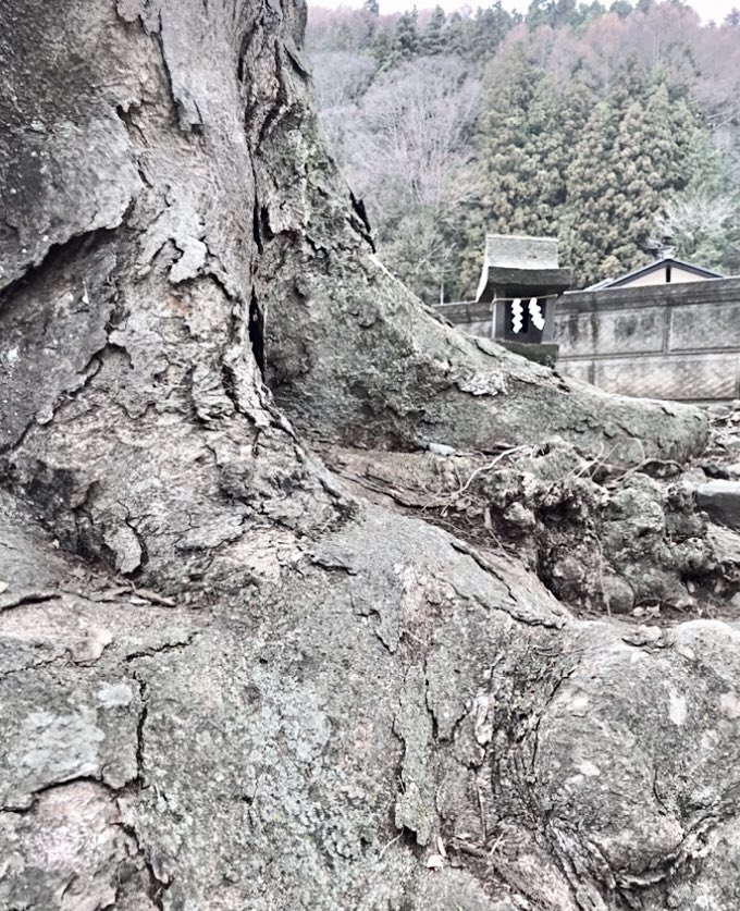 midolisauvage's tweet photo. メモ(●´ω`●)🌸 128
08. Apr. 2022
#StandWithUkraine 🇺🇦
諏訪行 03. Apr.
今回の旅の大目的の一つ
それは諏訪大社・上社前宮の
御室(みむろ)社④詣で
中世までこの地では
冬〜春にかけ
半地下式の構造物に社の要人らが籠る神秘の神事が執り行われたという
🙏🌹❄︎ 地には平和をー
#memomemo https://t.co/1iHrbxmgEp