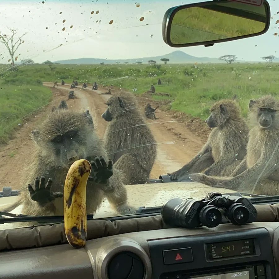 knowtztours's tweet photo. Wake up in one of the world wonders, Serengeti National Park and enjoy the nature.

#serengetinationalpark #serengeti #ndutu #safari #kijijichamama #knowtanzaniatours #traveltheworld  #adventure #solotraveller #solotravel #usatravel #belgiumtravel #switzerland https://t.co/Fu4PRlTSBD