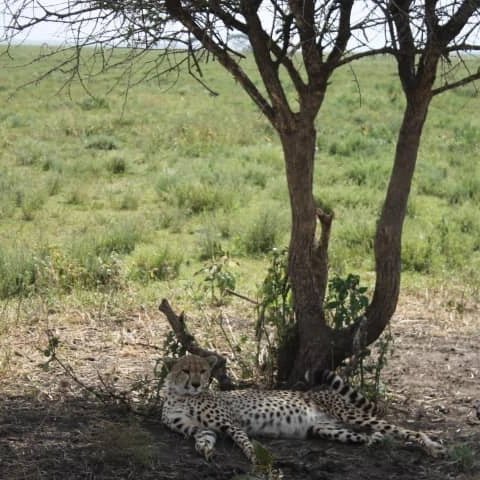 knowtztours's tweet photo. Wake up in one of the world wonders, Serengeti National Park and enjoy the nature.

#serengetinationalpark #serengeti #ndutu #safari #kijijichamama #knowtanzaniatours #traveltheworld  #adventure #solotraveller #solotravel #usatravel #belgiumtravel #switzerland https://t.co/Fu4PRlTSBD