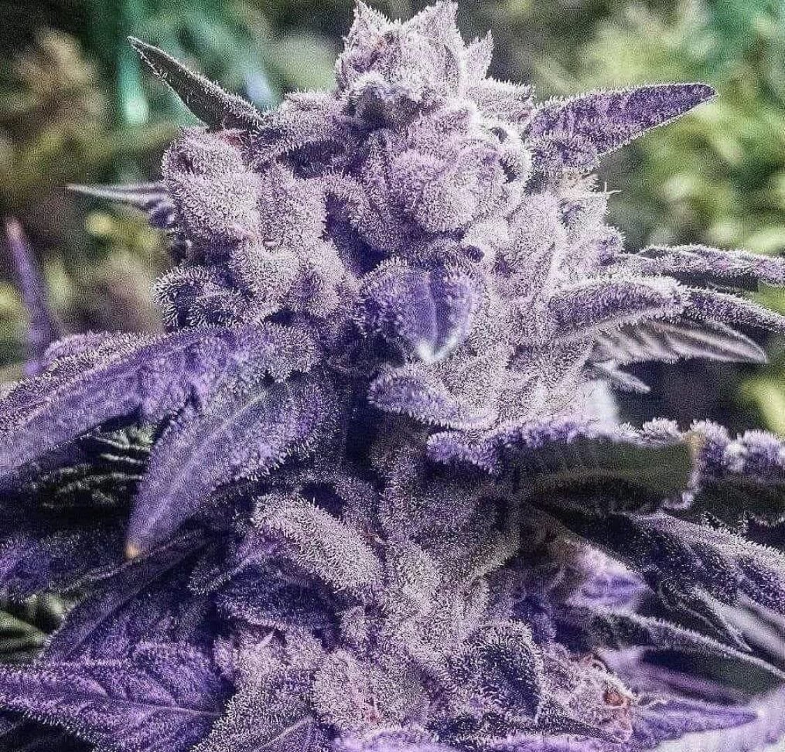 TrippyNation11's tweet photo. Purple Haze 🤩 dm if interested.. https://t.co/6eN5e7xG08