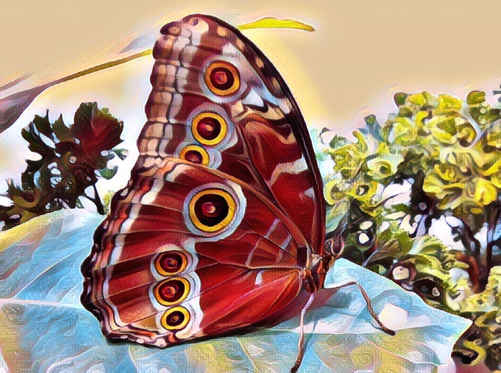 TravelCryptoNFT's tweet photo. Check out this #NFT ButterFly on OpenSea https://t.co/iNSqJsMFgE via @opensea #NFTs #NFTCollection #nftcollector #nftart https://t.co/3MQLJyHxXe
