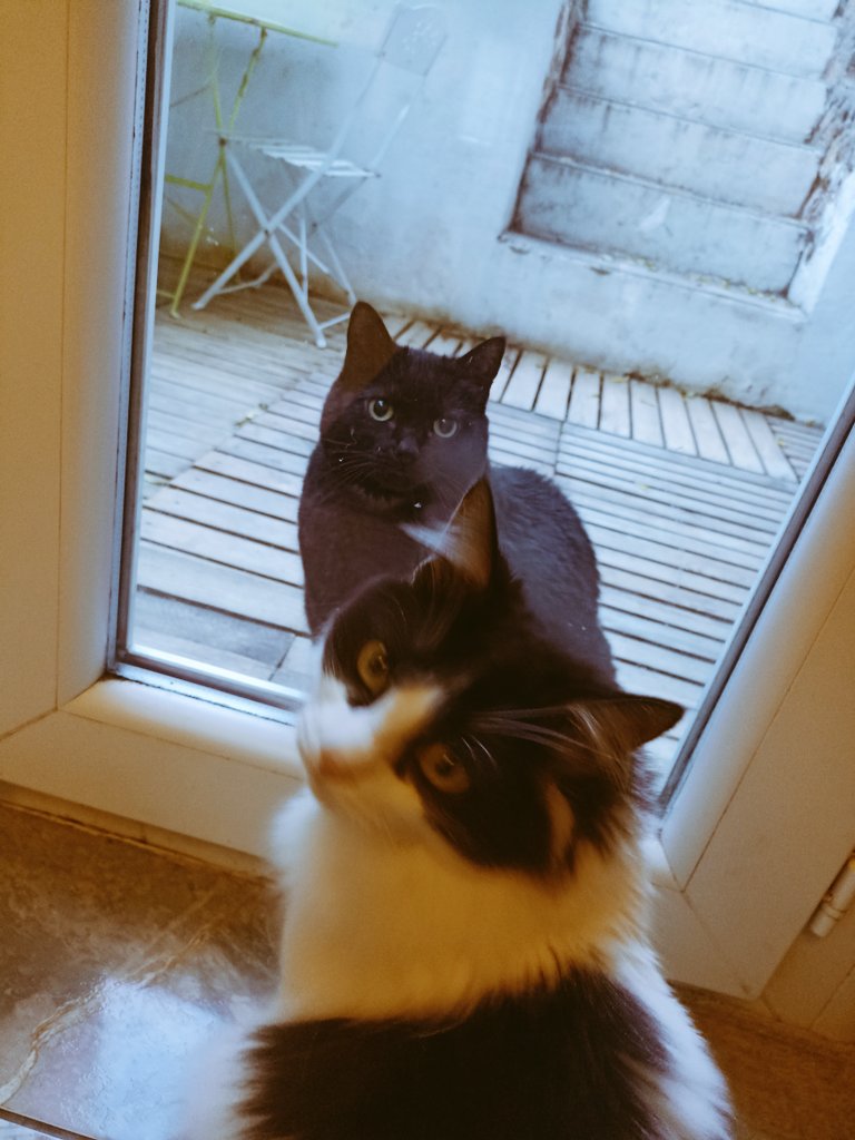 StephanieMunchX's tweet photo. Mamaaaan y'a Maya qui est dehors ! #pointwillow du matin avec le café ☺️ https://t.co/gV00TzrCJt