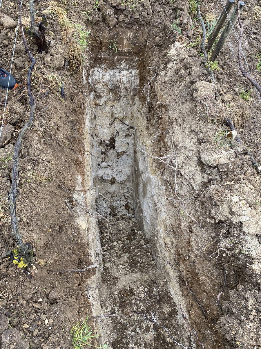LouisRoederer_'s tweet photo. It’s all about chalk! #TeamRoederer #TeamPichonComtesse #TeamPez #TeamOtt #TeamDelas discussing the resilience & singularity of our soils & how they translate into our wines! Here « Les Volibarts », Mesnil-sur-Oger #HommageaCamille #InPursuitofTaste -JBL https://t.co/r869qNCv6y