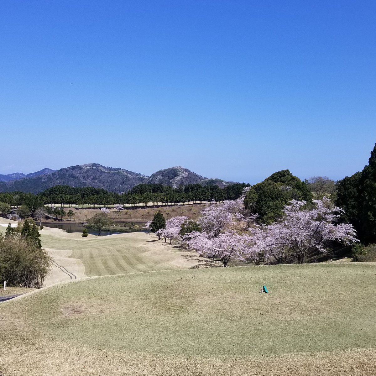 soto032072's tweet photo. 久しぶりにいい天気☀️で⛳でした
スコアも上々😉👍✨
標高が高いので今が見頃です🌸
#���ルフ
#イマソラ
#ラウンド
#桜 https://t.co/dxpVXbKrVF
