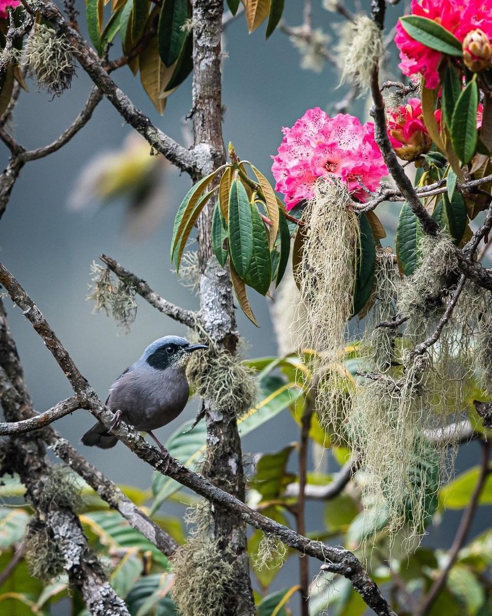 The bright red flowers of the #himalayas &amp; the beautiful bird 'sibia' which is found in the montane evergreen forests. Like other sibia #birds, it can travel through the upper layers of #forest canopies in flocks. 

Photo by instagram.com/gobindsagarbha… 

#TwitterNatureCommunity