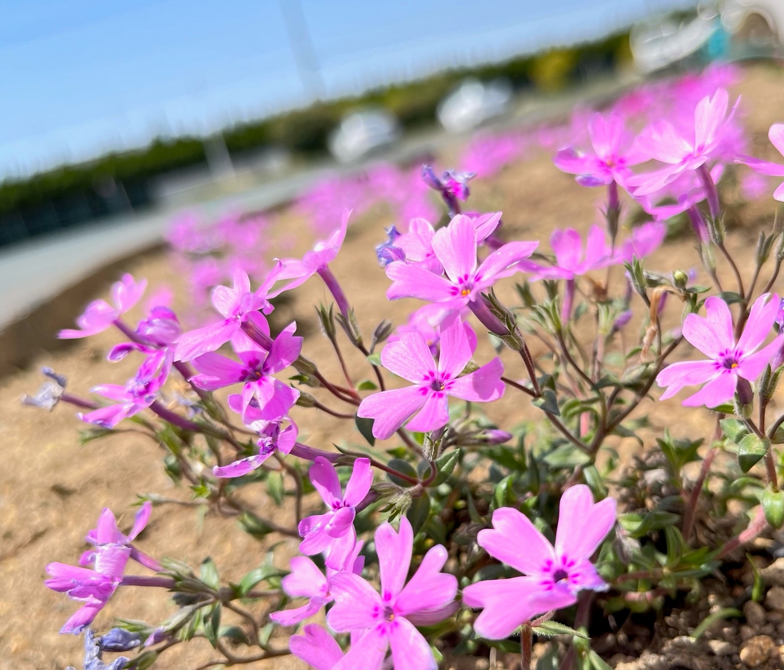 バルバーニ 公式 家具 インテリア バルバー二の花壇に芝桜を植えました 芝桜はどんどん広がって咲いていくそうです 花壇一面に広がるのが楽しみです 芝桜の花言葉は花が密集して咲くことから協調という意味があるそうです 芝桜のように