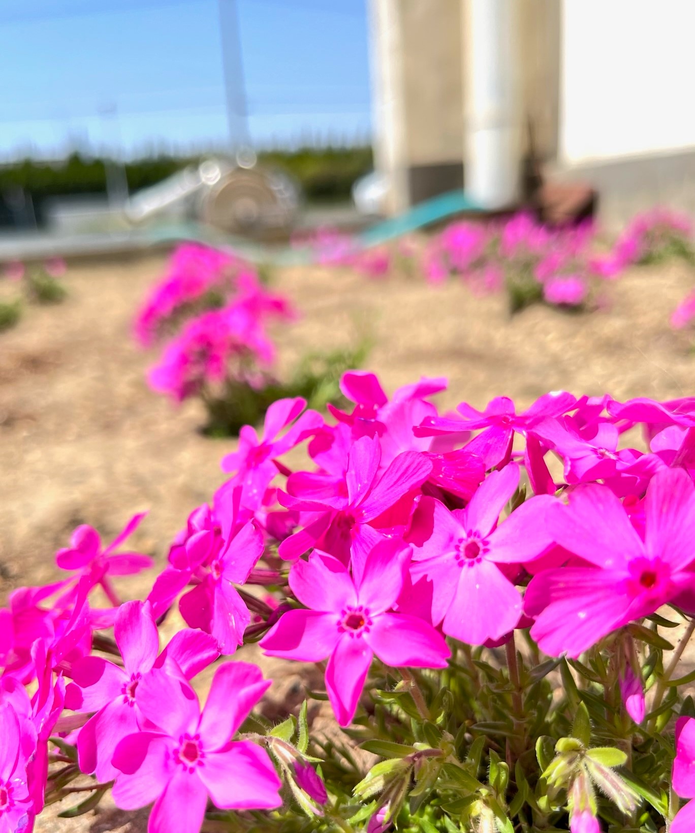 バルバーニ 公式 家具 インテリア バルバー二の花壇に芝桜を植えました 芝桜はどんどん広がって咲いていくそうです 花壇一面に広がるのが楽しみです 芝桜の花言葉は花が密集して咲くことから協調という意味があるそうです 芝桜のように