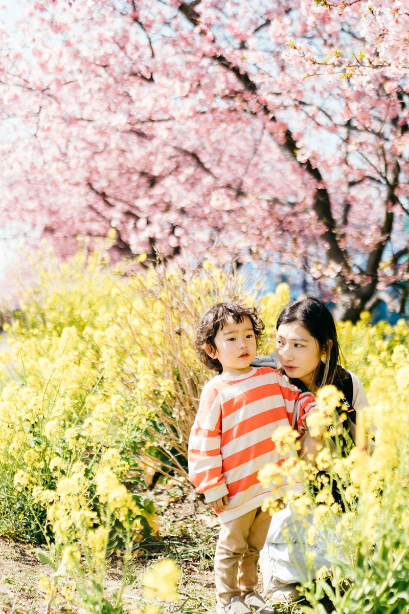 arisacamera's tweet photo. Spring🌸

#こども #家族 #桜 #春 #菜の花 #写真撮ってる人と繋がりたい #写真好きな人と繋がりがたい #ファインダー越しの私の世界ᅠ https://t.co/5sjc4T3crG