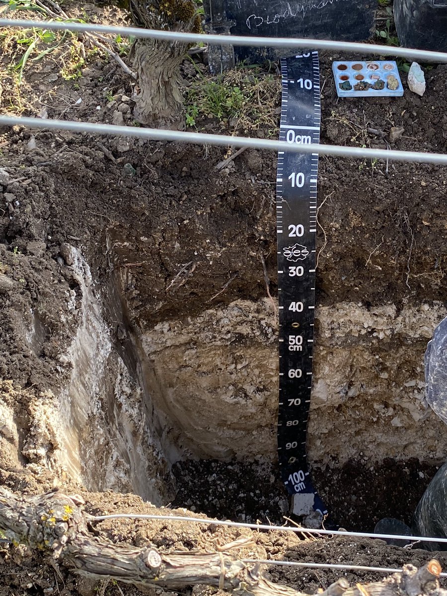 LouisRoederer_'s tweet photo. The giant! « Pisserenards », Verzenay, Pinot noir for #CristalChampagne Amazing texture of the top soil & you can find the chalky bedrock at 30/40 cm, so close to the surface #TeamRoederer #TeamPichonComtesse #TeamPez #TeamOtt #TeamDelas #InPursuitofTaste -JBL https://t.co/13yuk2BOj9