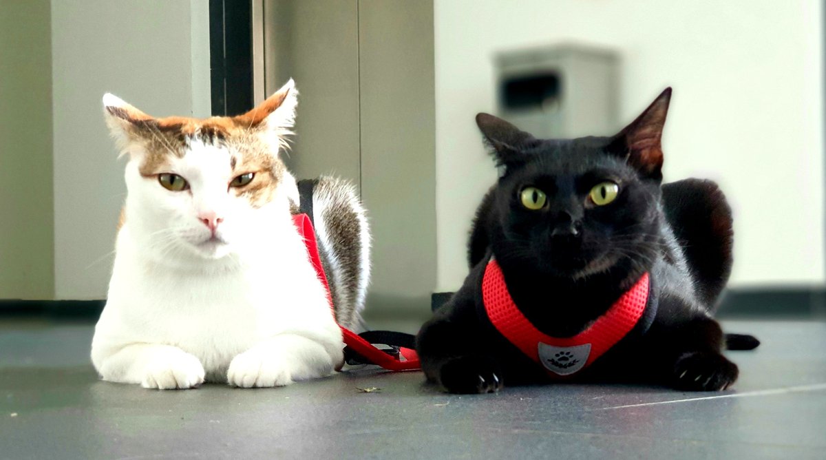 CatWidget's tweet photo. We refuse to walk any farther! 

#CatsOfTwitter 
#CatsOnStrike https://t.co/MrBxoN322Z