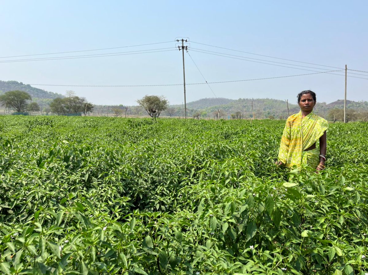 The chilli crop managed properly by the smallholders with integration of drip, mulch, renewable energy has ensured it gets streched for 8 months with regular harvest and thus income in their hands <a href="/RNTata2000/">Ratan N. Tata</a> @ikea_foundation @IKEAFoundation <a href="/SocialAlphaIN/">Social Alpha</a> <a href="/SELCOFoundation/">SELCO Foundation</a>