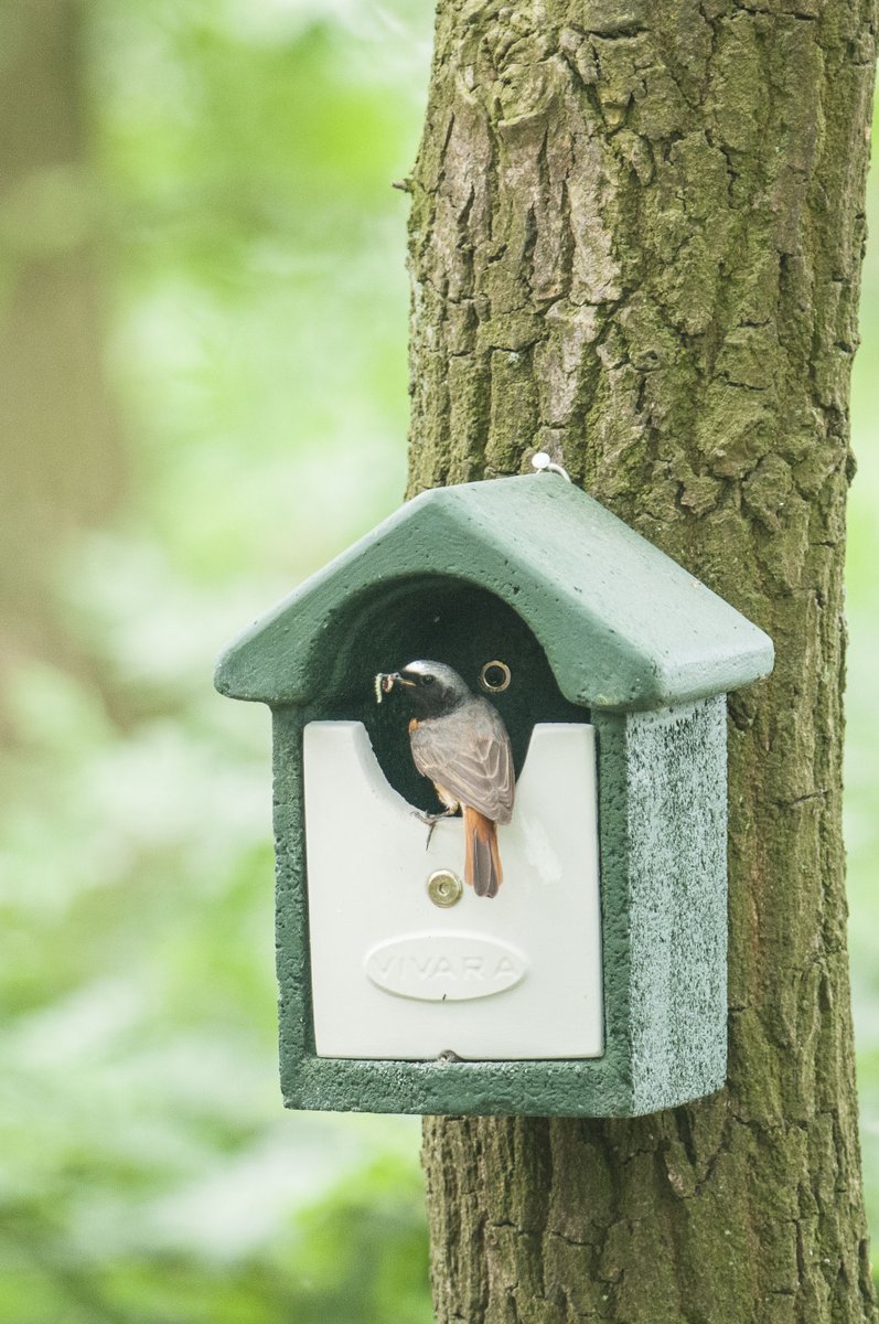 𝐕𝐢𝐯𝐚𝐫𝐚 𝐏𝐫𝐨 𝐡𝐚𝐧𝐠𝐭 𝐝𝐮𝐮𝐫𝐳𝐚𝐦𝐞, 𝐩𝐫𝐨𝐟𝐞𝐬𝐬𝐢𝐨𝐧𝐞𝐥𝐞 𝐧𝐞𝐬𝐭𝐤𝐚𝐬𝐭𝐞𝐧 𝐨𝐩 𝐛𝐢𝐣 𝐝𝐞 𝐅𝐥𝐨𝐫𝐢𝐚𝐝𝐞 𝐢𝐧 𝐀𝐥𝐦𝐞𝐫𝐞.

Afgelopen dinsdag zijn er door Vivara Pro, meer dan 20 nestkasten opgehangen met verschillende invliegopeningen.