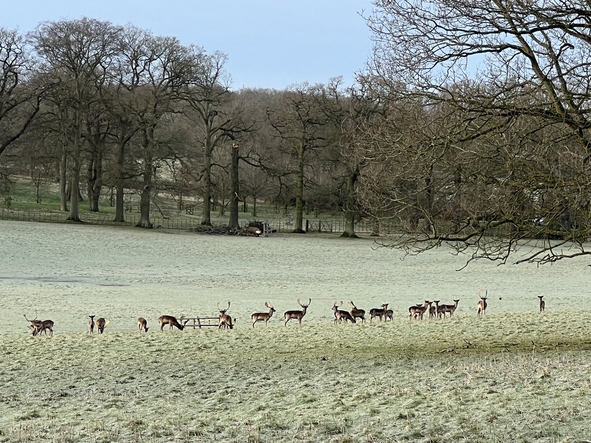 cspencer1508's tweet photo. The bucks in the Deer Park at ⁦@AlthorpHouse⁩ breakfasting in a frosty landscape this morning. #animalsofalthorp https://t.co/rjuw9zsP52