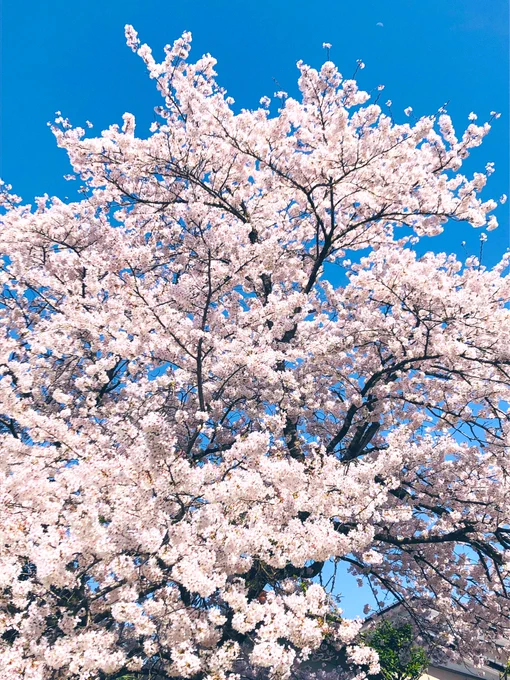 近所で花見してきた桜ももう終わりだな〜 