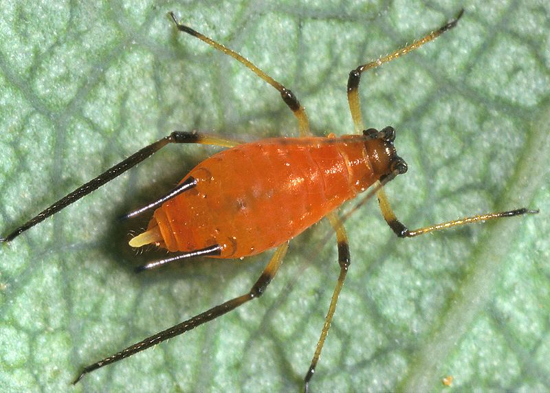 NematologyE's tweet image. Aphids are small sap-sucking #insects and members of the superfamily #Aphidoidea.