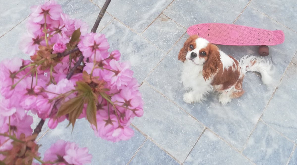 En skate exclusif :
Scoop, 1 an sans os 🎂
#birthday #dog