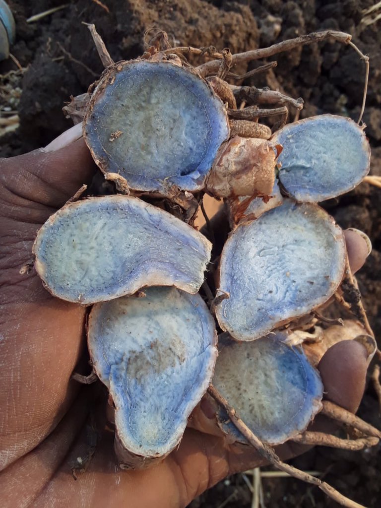 kalihaldi's tweet photo. #blackturmeric https://t.co/P8eg3H5bup