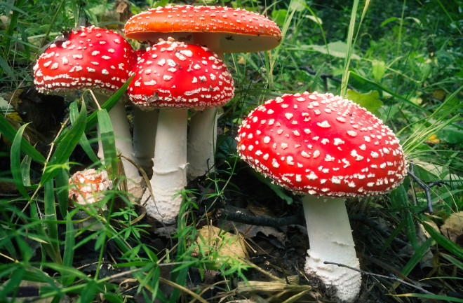 picazomario's tweet photo. ¿Sabías que los hongos se comunican entre ellos y llegan a utilizar hasta 50 palabras? Lo hacen utilizando impulsos eléctricos que se asemejan bastante al lenguaje que utilizamos los humanos.🍄🍄 https://t.co/QMiLAQb3Dq