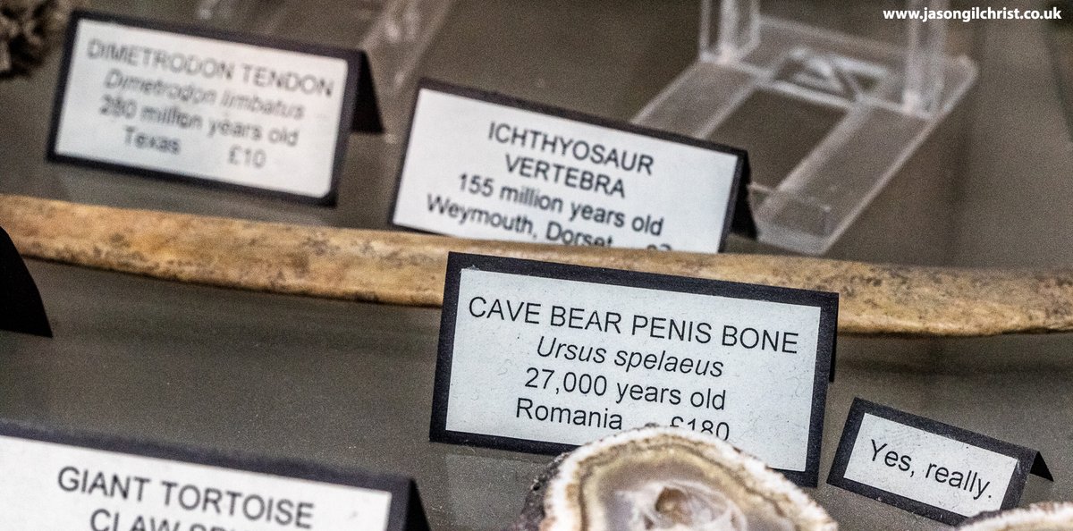 jgilchrist13's tweet photo. CAVE BEAR PENIS BONE
Ursus spelaeus
27,000 years old
Romania
Yes, really.
Mr. Wood's Fossils, @mrwoodsfossils, Edinburgh, Scotland.
#CaveBear #Ursusspelaeus #PenisBone #baculum #Romania #fossil #paleontology #palaeontology #MrWoodsFossils #Edinburgh #FossilFriday https://t.co/bUlkAnDybk