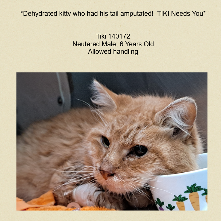 DubJH1009's tweet photo. https://t.co/AYQHTGMymA #HelpHimNow #nyc #cats https://t.co/wAww7ROQC6