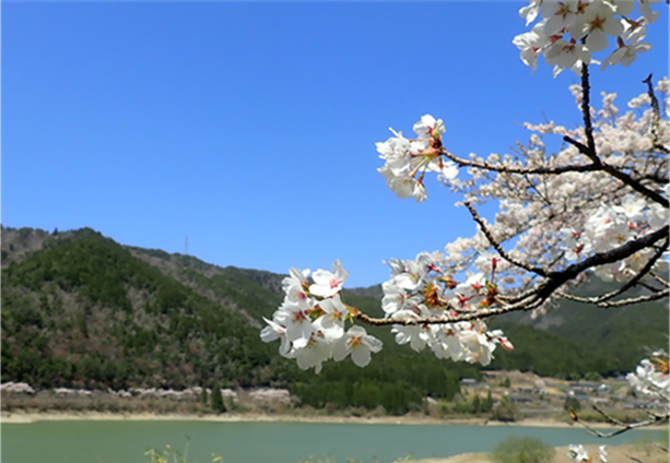 八坂湖畔桜 Twitter Search Twitter