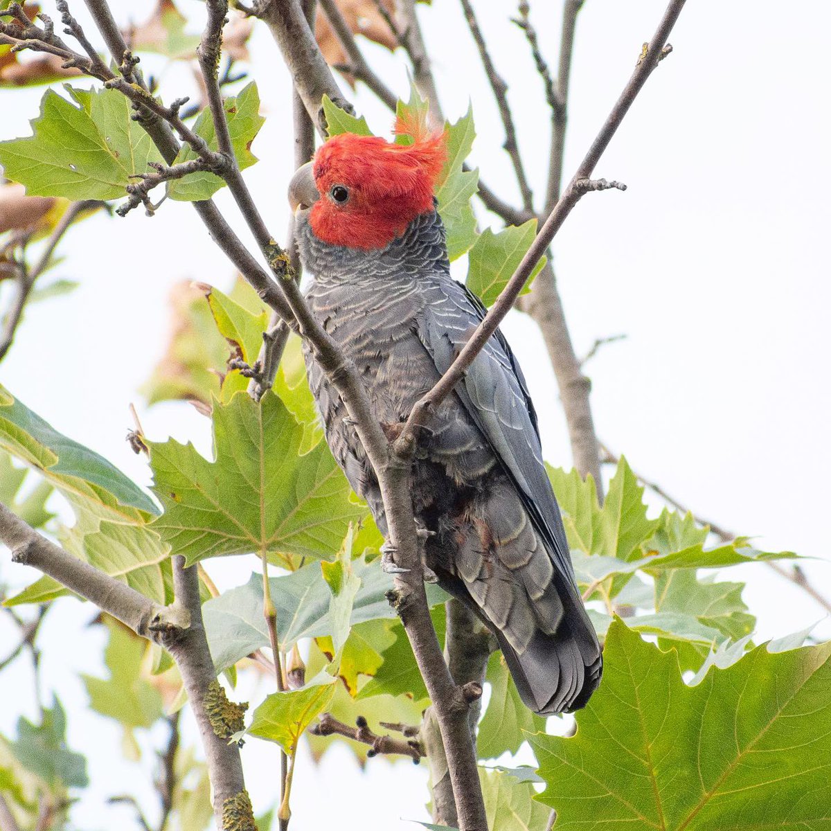 Butterflyrocket's tweet photo. What are the chances sitting in plague jail and I hear Gang Gangs fly over. Sad I couldn’t jump in the car and follow them down to the river. Five mins later THEY LAND IN OUR TREE! I have never seen this happen ❤️ #IloveMelbourne #banyule #gangangcockatoo #endangeredapecies https://t.co/YvfYx1rw6e