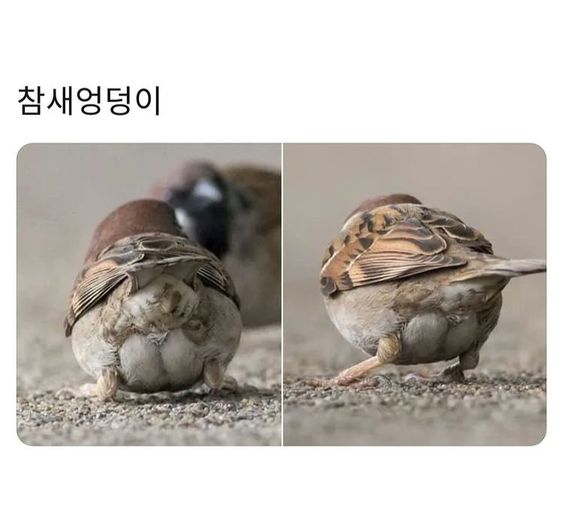 gugija1's tweet photo. 헐 참새는 엉덩이도 귀엽네

돌체앤가바나
디스패치
우주소녀
우리 석진
스위니토드
베스타 뮤비
이달의 소녀
씰스티커
블랙펑크
장제원 아들
회색도시
닥스훈트 https://t.co/sT8UHTh5ca