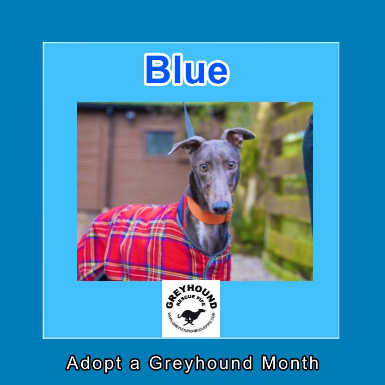 Greyhound Rescue Fife tweet media