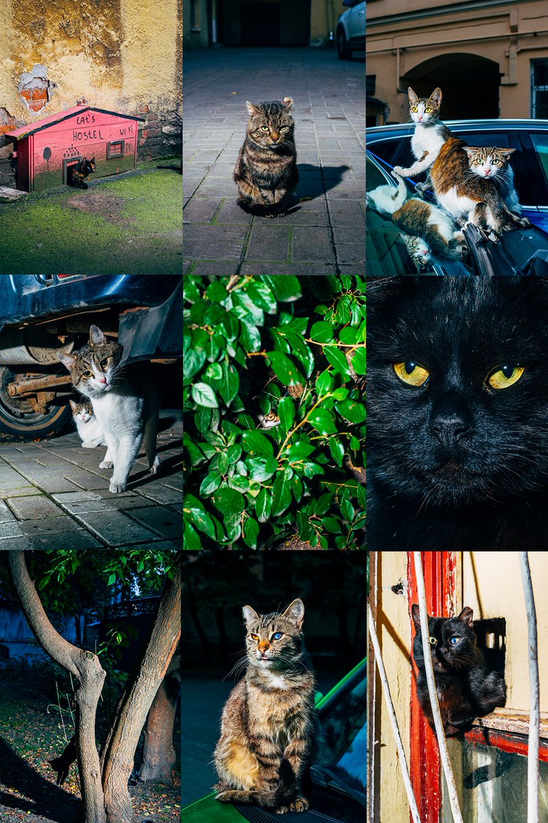 teryoshi's tweet photo. Gm frens! Just listed the first 8 NFTs in the Backyard Diaries Collection on @foundation 
Retweets are much appreciated 😽🙏
https://t.co/Tw9aUMNx6A https://t.co/FUk5Mkw9nn