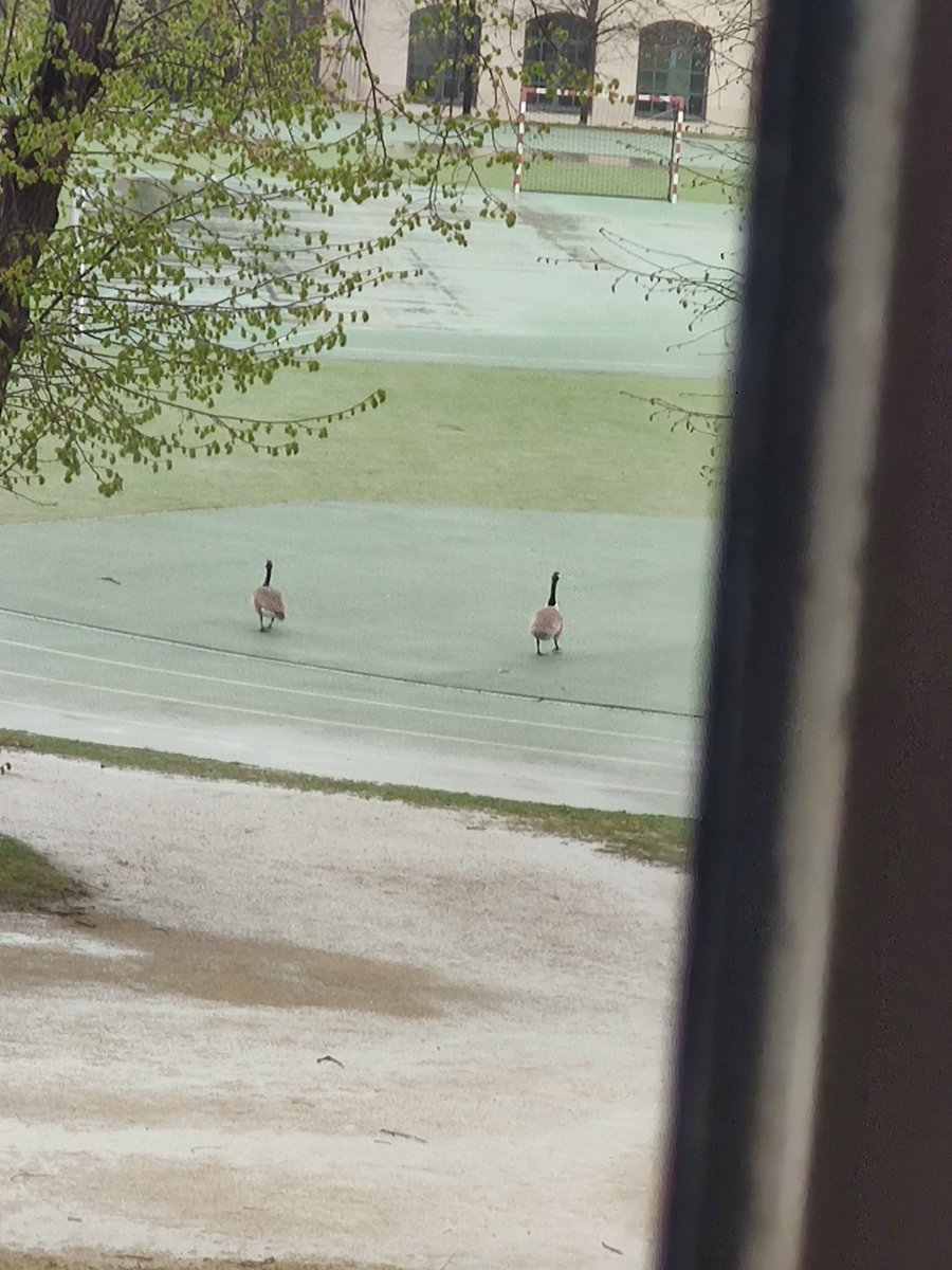 why tf is there geese at my school