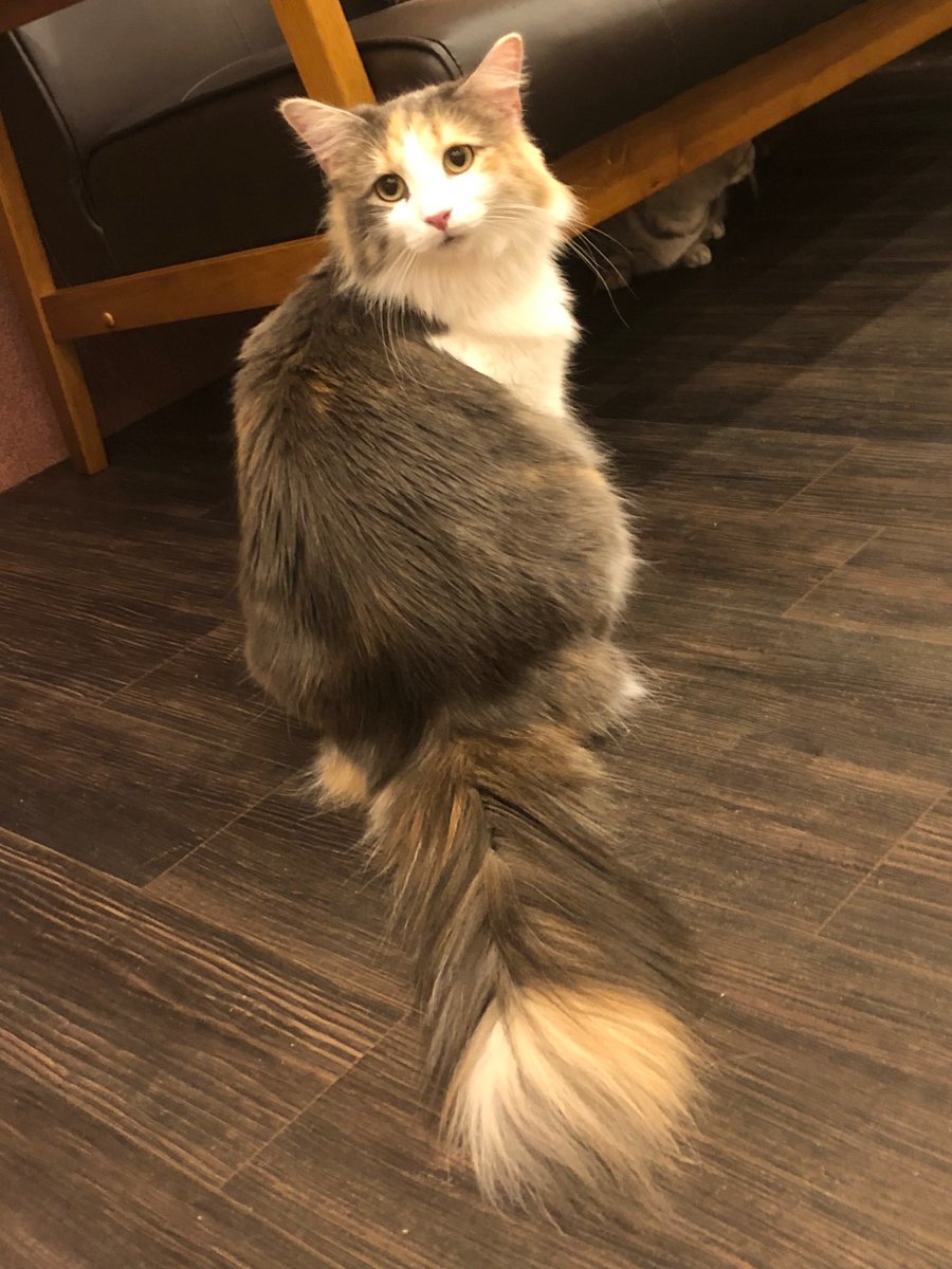 にっぽん猫カフェめぐり Catcafe Meguri Twitter にっぽん猫カフェめぐり Catcafe Meguri Twitter
