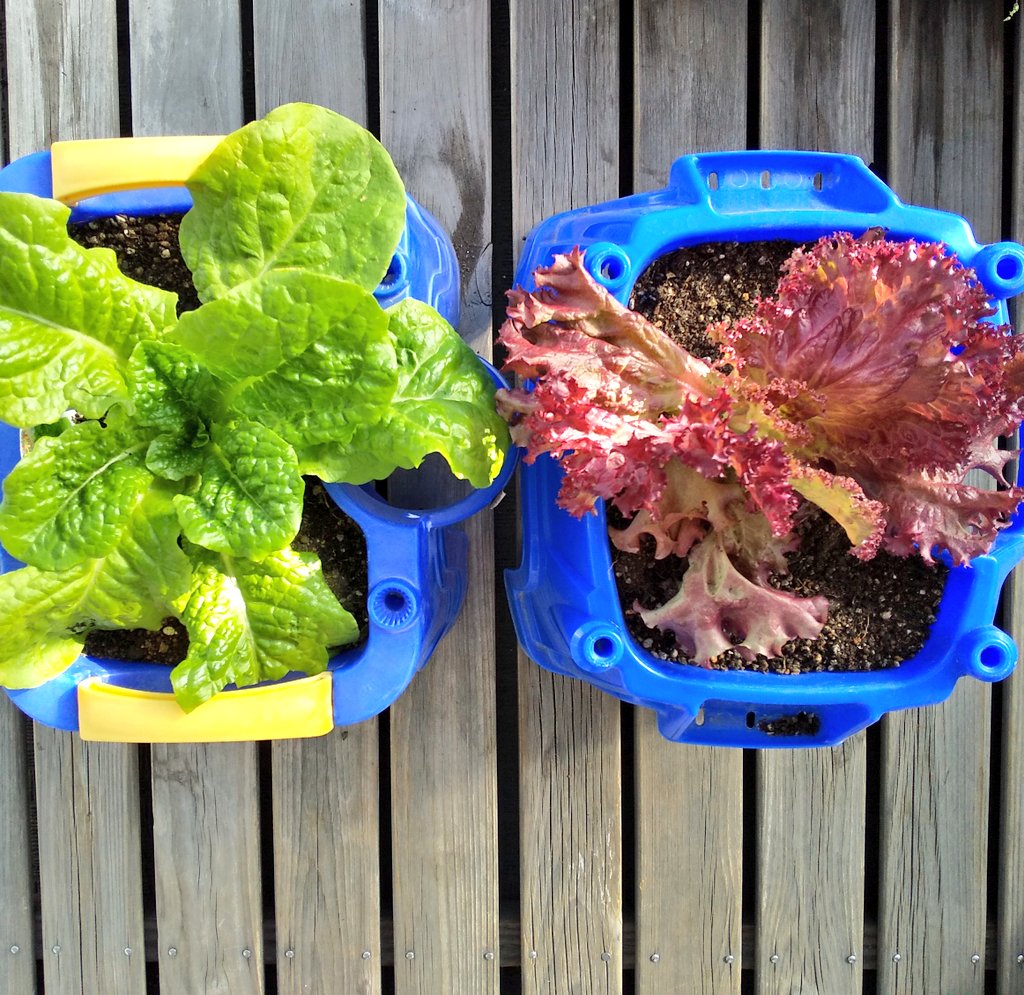 せつこ 家庭菜園 Hatake Setsuko Twitter