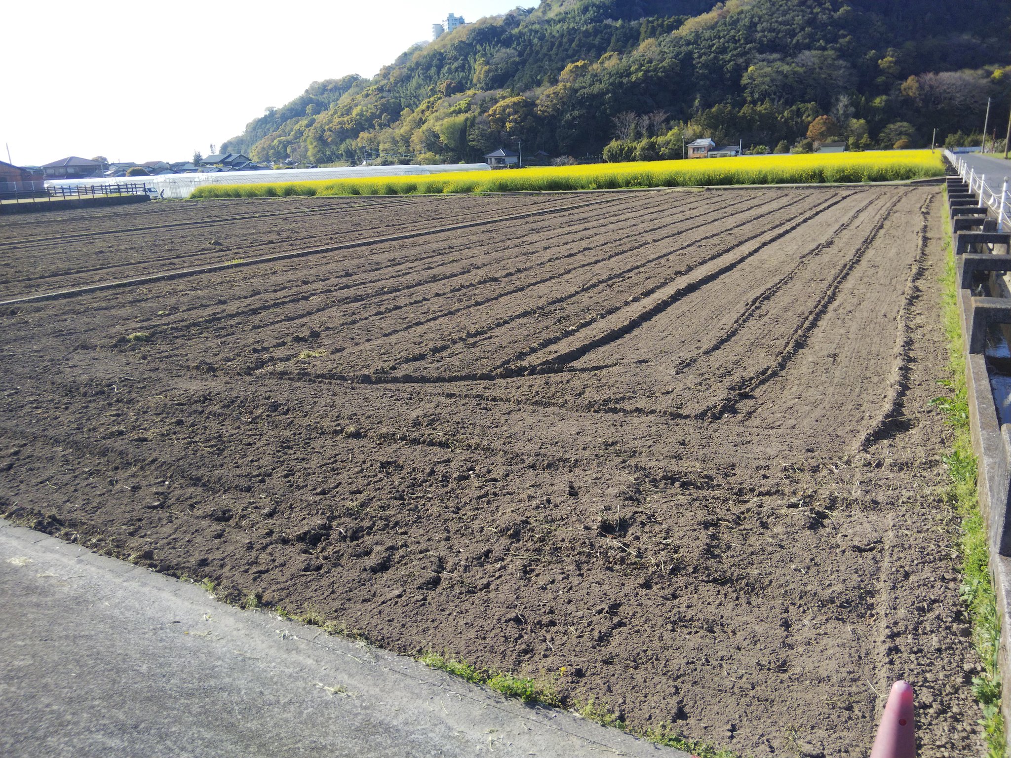 菜の花体操 Twitter Search Twitter
