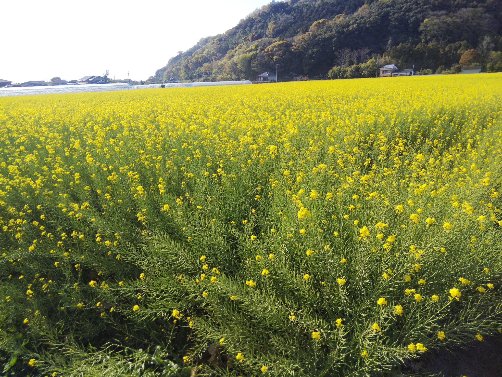 菜の花体操 Twitter Search Twitter