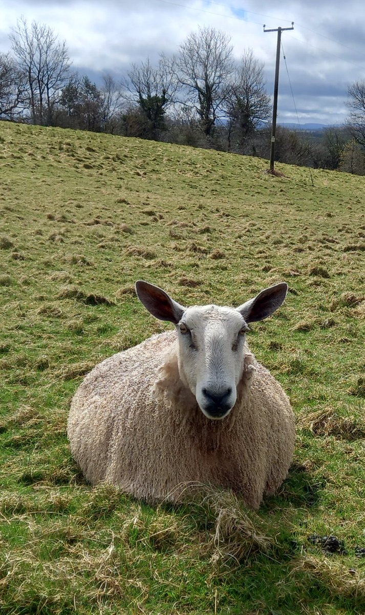 Beautiful Alia 💖

#animalsanctuary #sheep #sheep365 #bluefacedleicester #fleece #wool #nonprofit #amazonwishlist #AnimalLovers #foreverhome 

woollypatchworkshe.wixsite.com/website